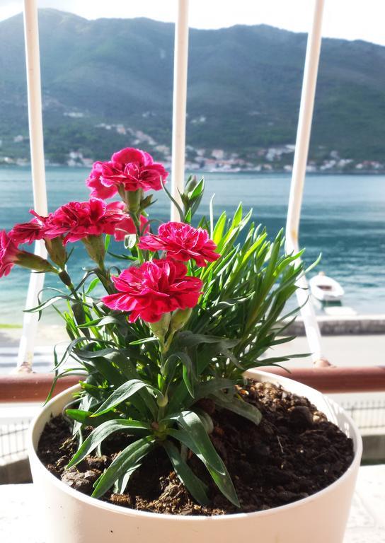 Apartmani Ivana Teodo Esterno foto